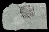 Crinoid (Platycrinites) Fossil - Crawfordsville, Indiana #125912-2